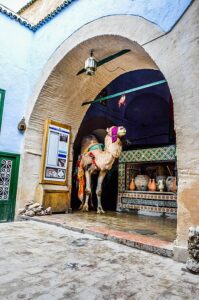 Interno del Bir Barrouta a Kairouan: un dromedario bendato aziona l'antica noria in legno per attingere l'acqua sacra dal pozzo millenario.