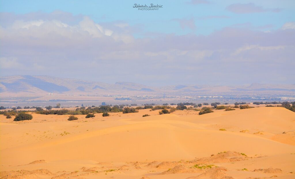 Dune di sabbia bianca a Zaafrane, Tunisia, punteggiate da piccoli arbusti ed erbe del deserto che emergono dal suolo sabbioso.